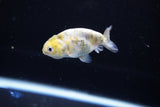 Baby Ranchu  Calico 2.5 Inch (ID#1115R9c-45) Free2Day SHIPPING