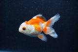 Baby Thai Oranda  Red White 3.5 Inch (ID#1210ToPTA-35) Free2Day SHIPPING