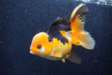 Thai Oranda  Tricolor 5.5 Inch (ID#1018To6c-120)