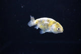 Baby Ranchu  Calico 2.5 Inch (ID#1115R9c-45) Free2Day SHIPPING