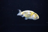 Baby Ranchu  Calico 2.5 Inch (ID#1115R9c-45) Free2Day SHIPPING