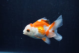 Baby Thai Oranda  Red White 3.5 Inch (ID#1210ToPTA-35) Free2Day SHIPPING