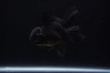 Juvenile Thai Oranda  Black 4 Inch (ID#307T13b-64) Free2Day SHIPPING