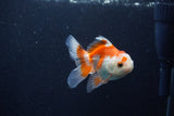 Baby Thai Oranda  Red White 3.5 Inch (ID#1210ToPTA-35) Free2Day SHIPPING