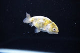 Baby Ranchu  Calico 2.5 Inch (ID#1115R9c-45) Free2Day SHIPPING