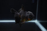Juvenile Thai Oranda  Black 4 Inch (ID#307T13b-64) Free2Day SHIPPING