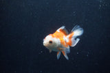 Baby Thai Oranda  Red White 3.5 Inch (ID#1210ToPTA-35) Free2Day SHIPPING