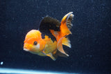 Thai Oranda  Tricolor 5.5 Inch (ID#1018To6c-120)