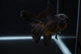 Juvenile Thai Oranda  Black 4 Inch (ID#307T13b-64) Free2Day SHIPPING