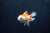 Baby Thai Oranda  Red White 3.5 Inch (ID#1210ToPTA-35) Free2Day SHIPPING