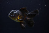 Juvenile Thai Oranda  Black 4 Inch (ID#307T13b-64) Free2Day SHIPPING
