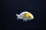 Baby Ranchu  Calico 3 Inch (ID#1115R9c-46) Free2Day SHIPPING