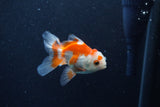 Baby Thai Oranda  Red White 3.5 Inch (ID#1210ToPTA-35) Free2Day SHIPPING