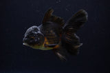 Juvenile Thai Oranda  Black 4 Inch (ID#307T13b-64) Free2Day SHIPPING