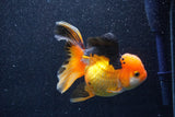 Thai Oranda  Tricolor 5.5 Inch (ID#1018To6c-120)