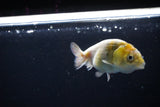 Baby Ranchu  Calico 3 Inch (ID#1115R9c-46) Free2Day SHIPPING