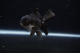 Juvenile Thai Oranda  Panda 3.5 Inch (ID#307T13b-65) Free2Day SHIPPING
