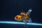 Baby Thai Oranda  Tricolor 3 Inch (ID#1210ToPTA-36) Free2Day SHIPPING