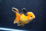 Thai Oranda  Tricolor 5.5 Inch (ID#1018To6b-120)