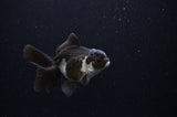 Juvenile Thai Oranda  Panda 3.5 Inch (ID#307T13b-65) Free2Day SHIPPING