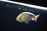 Baby Ranchu  Calico 3 Inch (ID#1115R9c-46) Free2Day SHIPPING