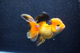 Thai Oranda  Tricolor 5.5 Inch (ID#1018To6c-120)