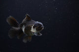 Juvenile Thai Oranda  Panda 3.5 Inch (ID#307T13b-65) Free2Day SHIPPING