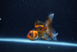 Baby Thai Oranda  Tricolor 3 Inch (ID#1210ToPTA-36) Free2Day SHIPPING