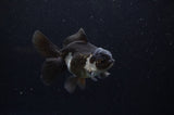 Juvenile Thai Oranda  Panda 3.5 Inch (ID#307T13b-65) Free2Day SHIPPING