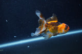 Baby Thai Oranda  Tricolor 3 Inch (ID#1210ToPTA-36) Free2Day SHIPPING