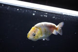 Baby Ranchu  Calico 3 Inch (ID#1115R9c-46) Free2Day SHIPPING