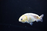 Baby Ranchu  Calico 3 Inch (ID#1115R9c-46) Free2Day SHIPPING