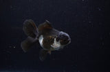 Juvenile Thai Oranda  Panda 3.5 Inch (ID#307T13b-65) Free2Day SHIPPING