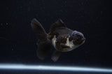 Juvenile Thai Oranda  Panda 3.5 Inch (ID#307T13b-65) Free2Day SHIPPING
