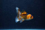 Baby Thai Oranda  Tricolor 3 Inch (ID#1210ToPTA-36) Free2Day SHIPPING