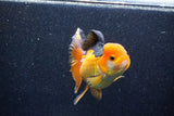 Thai Oranda  Tricolor 5.5 Inch (ID#1018To6b-120)