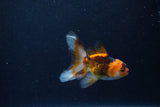 Baby Thai Oranda  Tricolor 3 Inch (ID#1210ToPTA-36) Free2Day SHIPPING