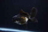 Juvenile Thai Oranda  Panda 3.5 Inch (ID#307T13b-65) Free2Day SHIPPING