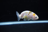 Baby Ranchu  Calico 2.5 Inch (ID#1119R9c-36) Free2Day SHIPPING