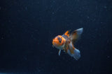 Baby Thai Oranda  Tricolor 3 Inch (ID#1210ToPTA-36) Free2Day SHIPPING