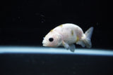 Baby Ranchu  Calico 2.5 Inch (ID#1119R9c-36) Free2Day SHIPPING