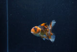 Baby Thai Oranda  Tricolor 3 Inch (ID#1210ToPTA-36) Free2Day SHIPPING