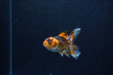 Baby Thai Oranda  Tricolor 3 Inch (ID#1210ToPTA-36) Free2Day SHIPPING