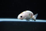 Baby Ranchu  Calico 2.5 Inch (ID#1119R9c-36) Free2Day SHIPPING