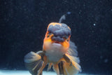 Thai Oranda  Tricolor 6 Inch (ID#1018To6b-121)