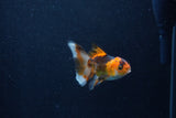 Baby Thai Oranda  Tricolor 3 Inch (ID#1210ToPTA-36) Free2Day SHIPPING