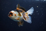 Juvenile Thai Oranda  Tricolor 4 Inch (ID#307T13b-66) Free2Day SHIPPING