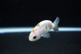 Baby Ranchu  Calico 2.5 Inch (ID#1119R9c-36) Free2Day SHIPPING