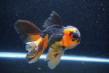 Thai Oranda  Tricolor 6 Inch (ID#1018To6b-121)