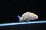 Baby Ranchu  Calico 2.5 Inch (ID#1119R9c-36) Free2Day SHIPPING